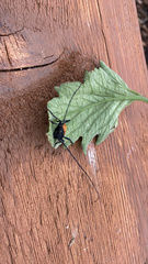 Tragidion coquus
