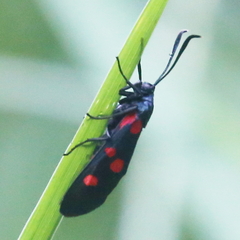 Zygaena ephialtes