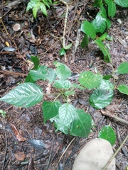 Handroanthus chrysanthus