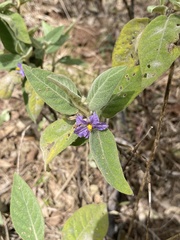 Solanum nemophilum