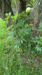 Heptapleurum arboricola