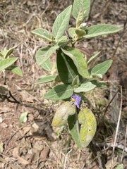 Solanum nemophilum