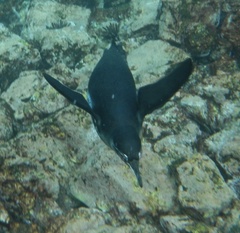 Spheniscus mendiculus