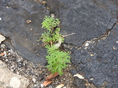 Leucospora multifida
