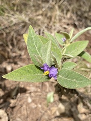 Solanum nemophilum