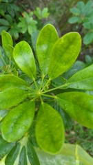Heptapleurum arboricola