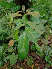 Ficus subulata