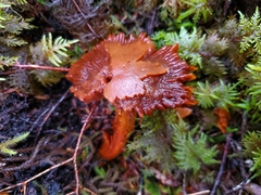 Aureonarius limonius