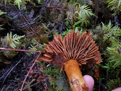 Aureonarius limonius