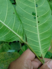 Ficus subulata
