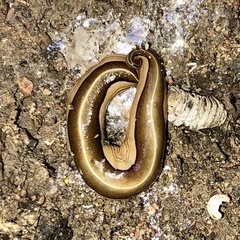 Geoplanidae