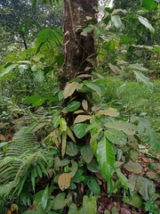 Ficus subulata