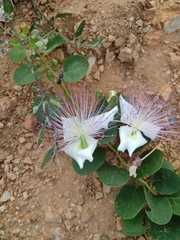 Capparis