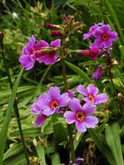 Primula poissonii