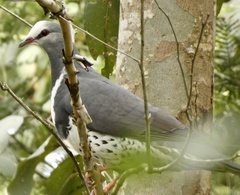 Leucosarcia melanoleuca