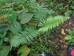 Thelypteridaceae