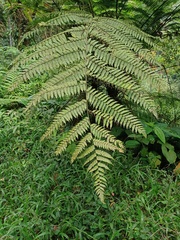 Alsophila crenulata