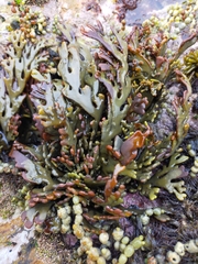 Xiphophora chondrophylla