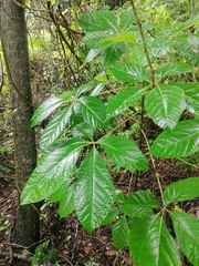 Handroanthus chrysanthus