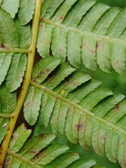 Alsophila crenulata