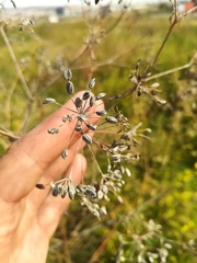 Sphallerocarpus gracilis