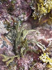 Xiphophora chondrophylla