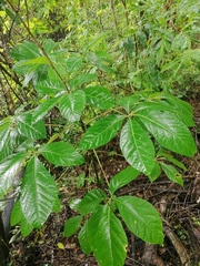 Handroanthus chrysanthus