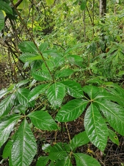 Handroanthus chrysanthus