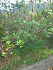 Rhaphiolepis umbellata