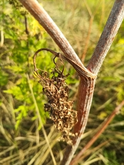 Sphallerocarpus gracilis