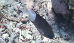 Acanthochromis polyacanthus