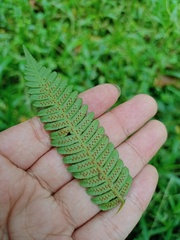 Alsophila crenulata
