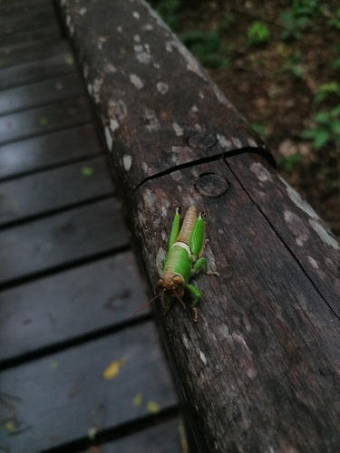 Rhicnoderma basalis