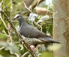 Leucosarcia melanoleuca