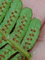Alsophila crenulata