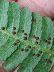 Alsophila crenulata