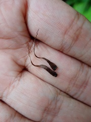 Alsophila crenulata
