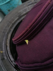 Umbonia crassicornis