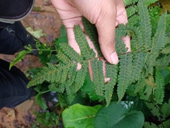 Tectaria sagenioides