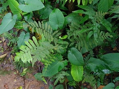 Tectaria sagenioides