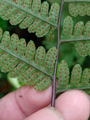 Tectaria sagenioides