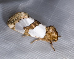 Schinia chrysellus