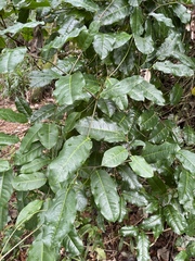 Passiflora laurifolia