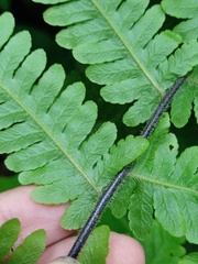 Tectaria sagenioides