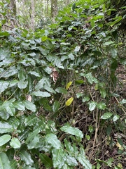 Passiflora laurifolia