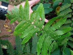 Tectaria sagenioides