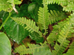 Tectaria sagenioides