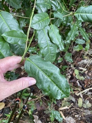 Passiflora laurifolia