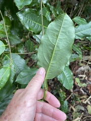 Passiflora laurifolia