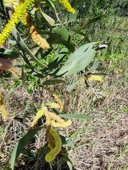 Acacia leiocalyx